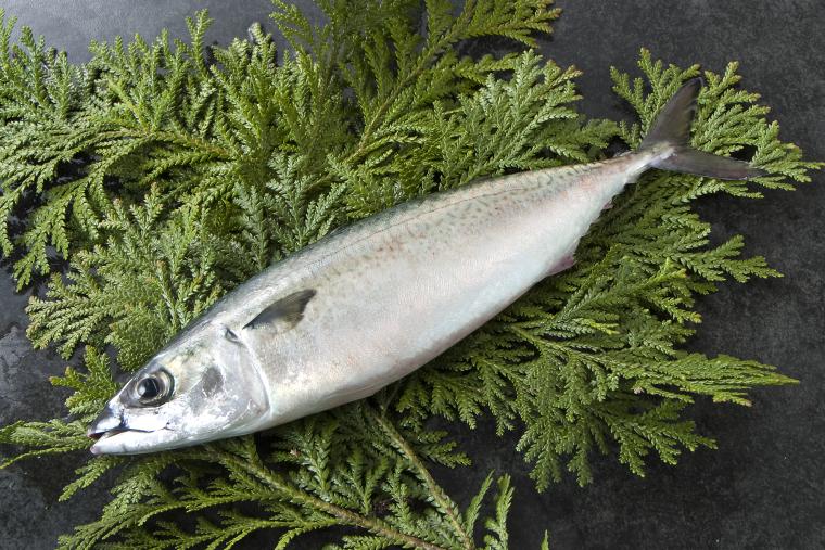 姫路のブランド鯖「ぼうぜ鯖」が2024年11月1日に初解禁