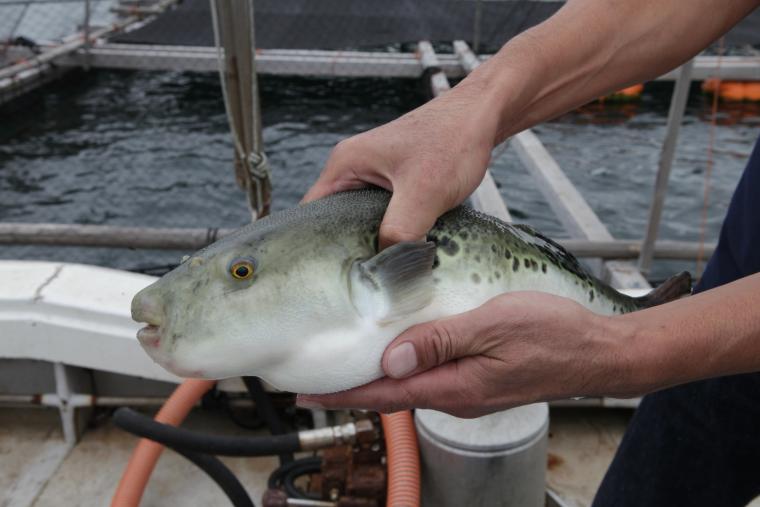 「淡路島3年とらふぐ」3年目の大きさ