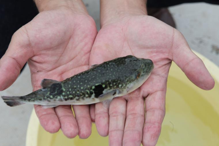 「淡路島3年とらふぐ」1年目の大きさ
