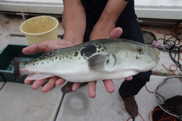 「淡路島3年とらふぐ」2年目の大きさ