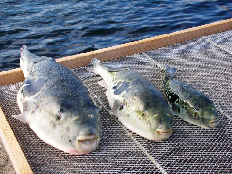 「淡路島3年とらふぐ」大きさ比較