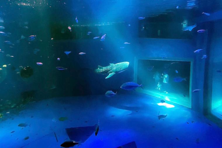 のとじま水族館