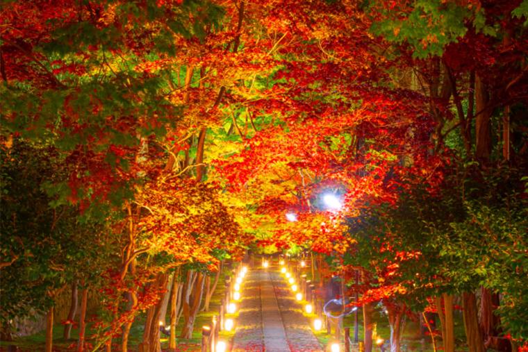 鹿王院（京都） 紅葉ライトアップ