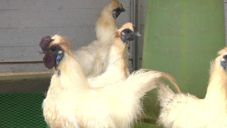 【静岡県森町・うこっけい苑】ウコッケイの卵かけご飯専門店で“最上級の味”を知ってしまう