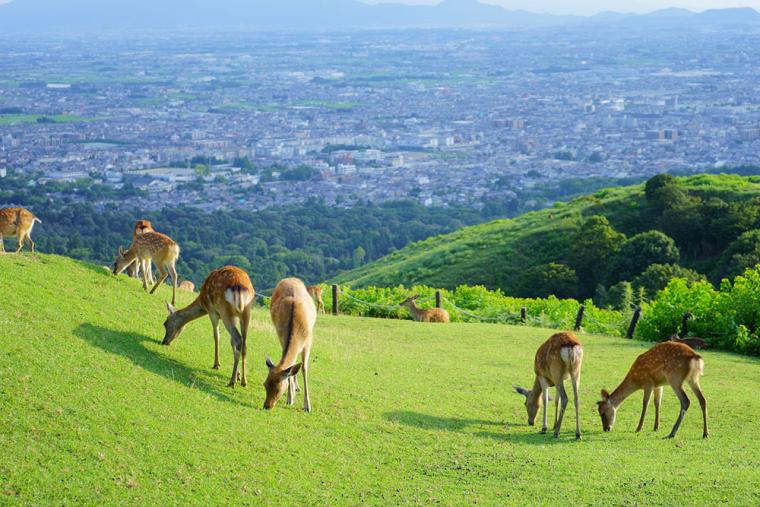 若草山（奈良）