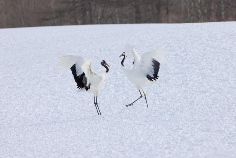 鶴居・伊藤タンチョウサンクチュアリ