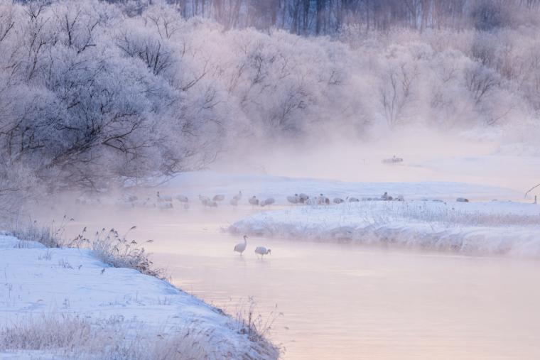 音羽橋のタンチョウ
