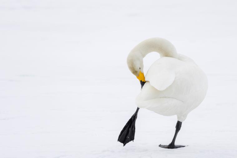 屈斜路湖の白鳥