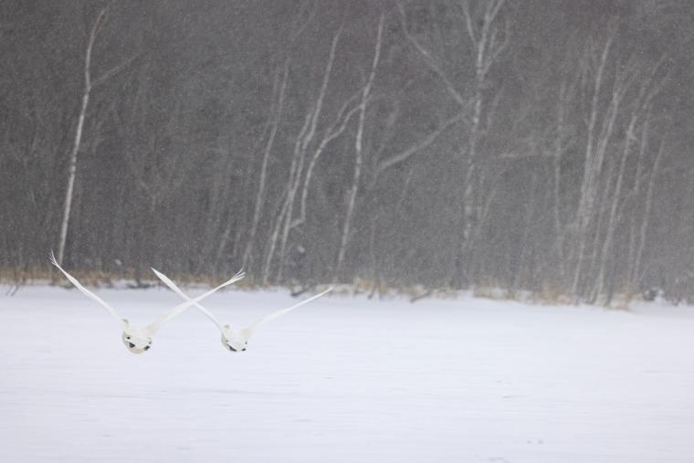 屈斜路湖の白鳥