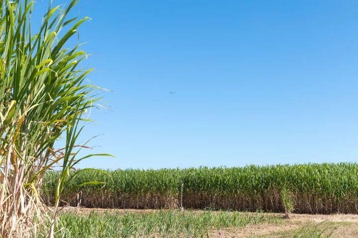 鹿児島県天城町・サトウキビ畑