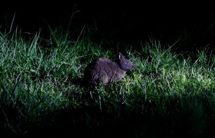 鹿児島県天城町・アマミノクロウサギ