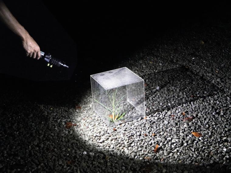 「シャドウアップ高知城」影さがし