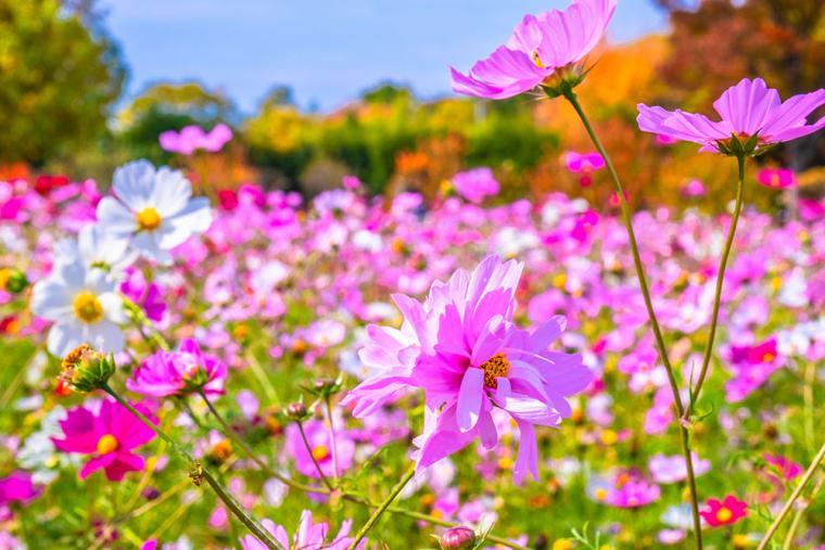 大阪市・長居植物園4