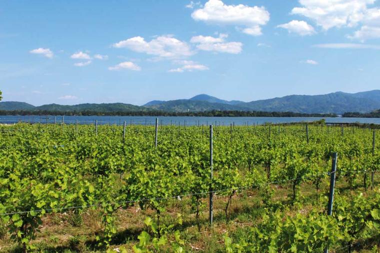 天橋立ワイナリー