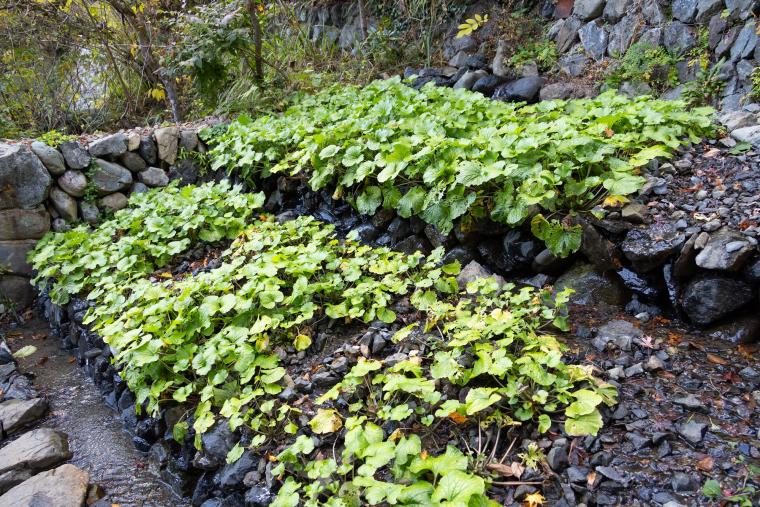 Satologue（さとローグ）