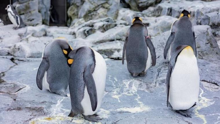 “日本最北”動物園の知る人ぞ知る「穴場スポット」で新しい発見を！子ども連れに絶対おすすめのルートも獣医師ママライターが伝授｜北海道・旭山動物園の楽しみ方／前編】