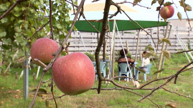 旬のりんごを満喫！ジュースにマフィン、お酒も。農園併設の直売所＆カフェ【魚津・中島果樹園】