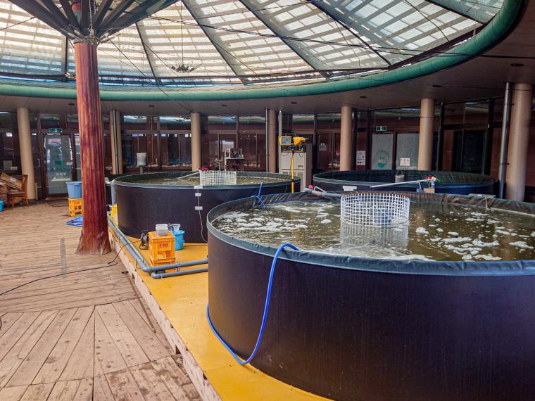 【鳥取県米子市】とらふぐ料理が味わえる温泉施設内のレストラン。名水で育てた陸上養殖のとらふぐとは？