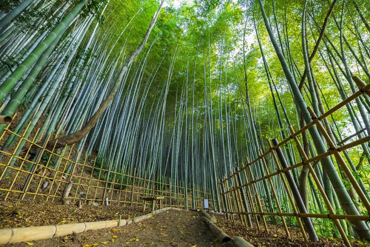 「バンヤンツリー・東山 京都」竹林