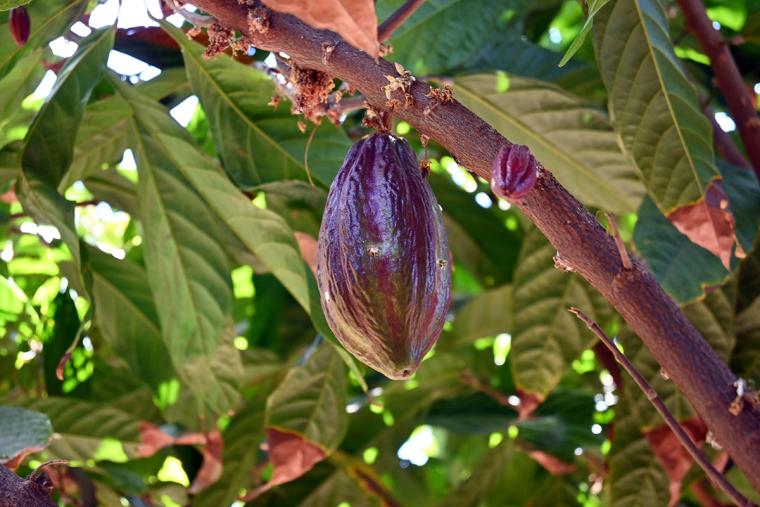 マウイ・クイア・エステート・チョコレート