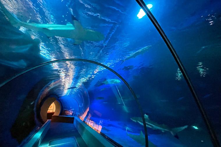 マウイ・オーシャン・センター