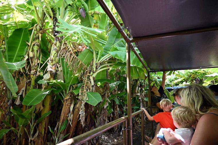 2度目からのハワイ・ワイキキ泊ならシティ＆マウンテンビュー狙いで