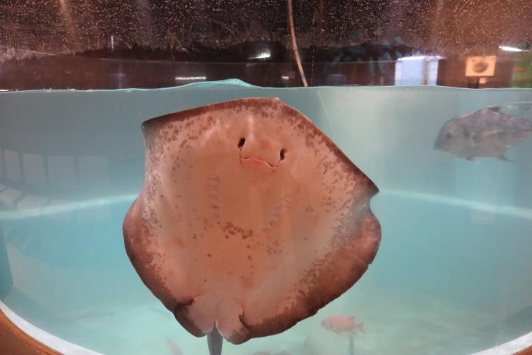 展示されているエイ