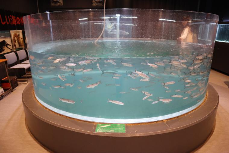 展示されているボラ