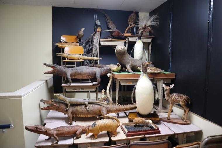さまざまな動物の剝製