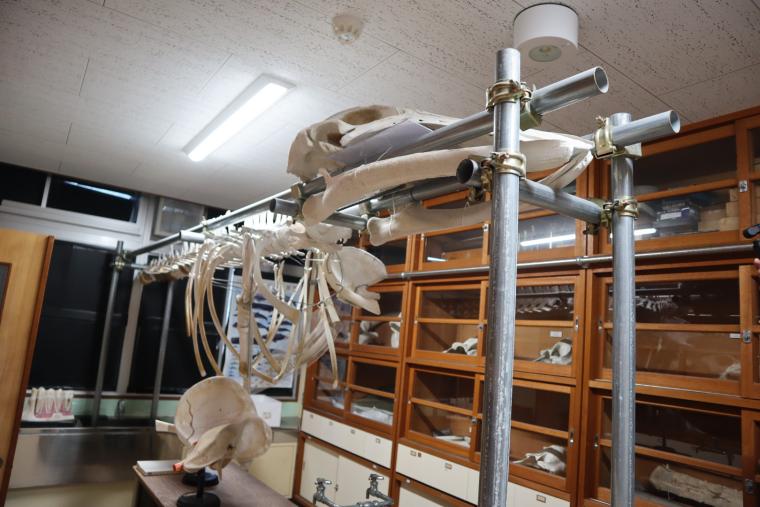 ミンククジラの標本