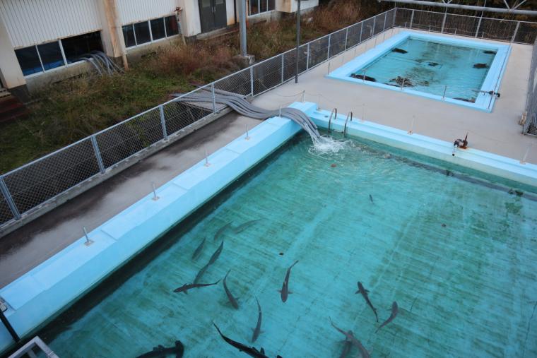 25メートルプールを活用した水槽