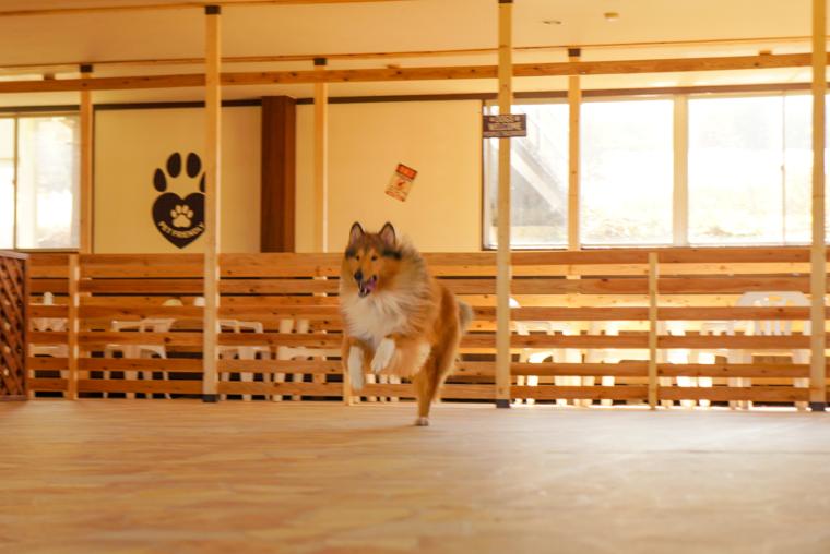 「黒姫高原スノーパーク」室内ドッグラン