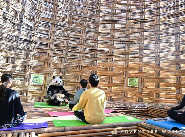 アドベンチャーワールド「瞑想パンダ」