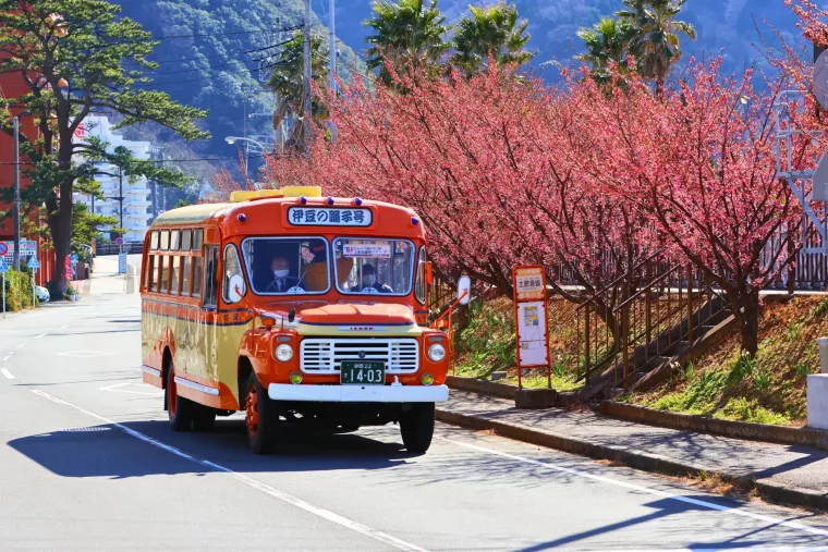新タワーも登場！西伊豆に日本一早い桜便り！1月18日「土肥桜まつり」スタート