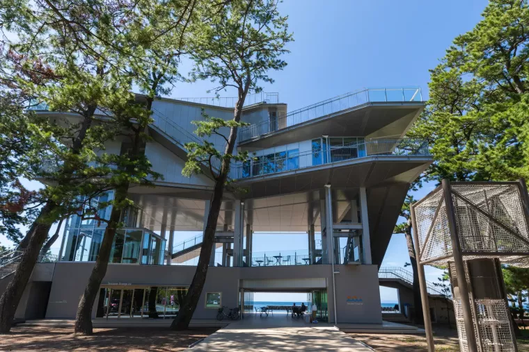 新タワーも登場！西伊豆に日本一早い桜便り！1月18日「土肥桜まつり」スタート