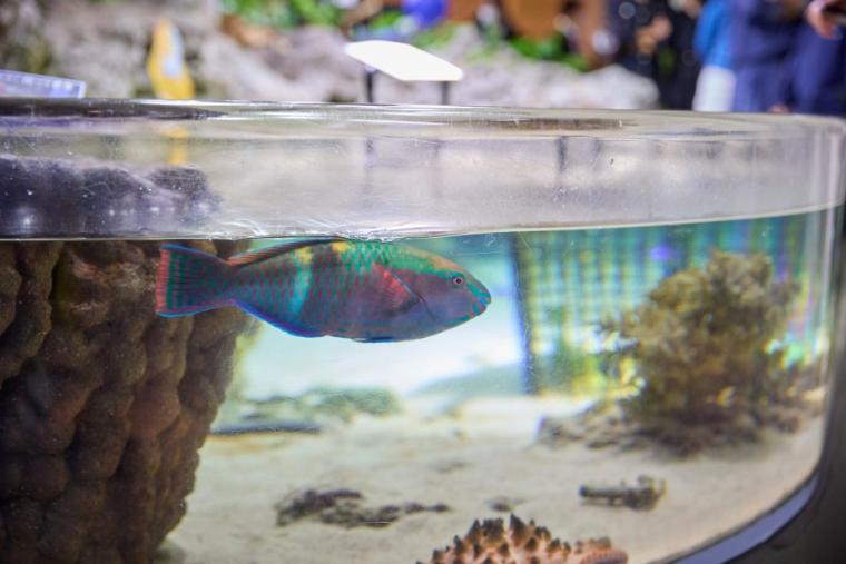 沖縄美ら海水族館