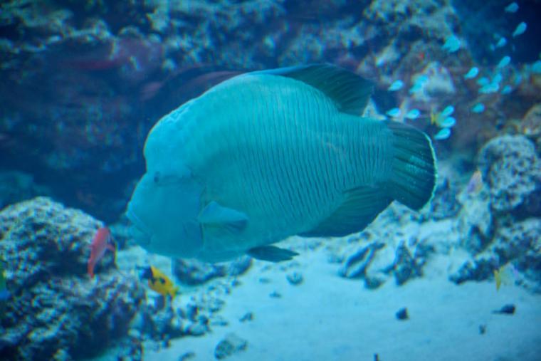 沖縄美ら海水族館