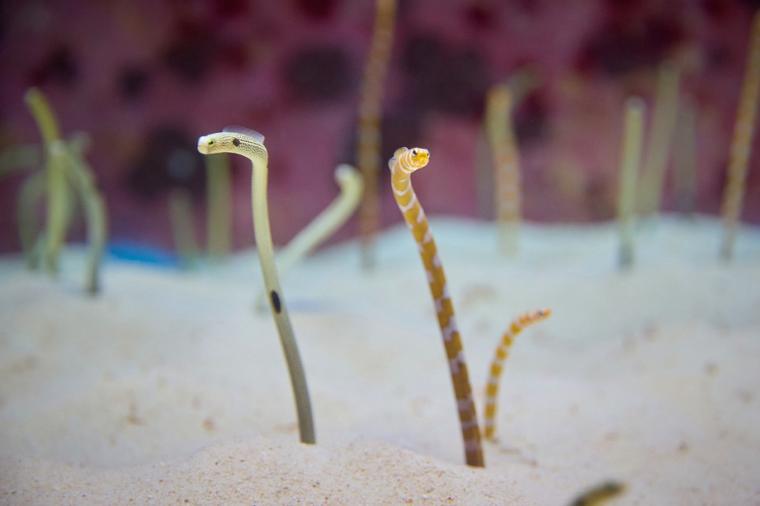 沖縄美ら海水族館