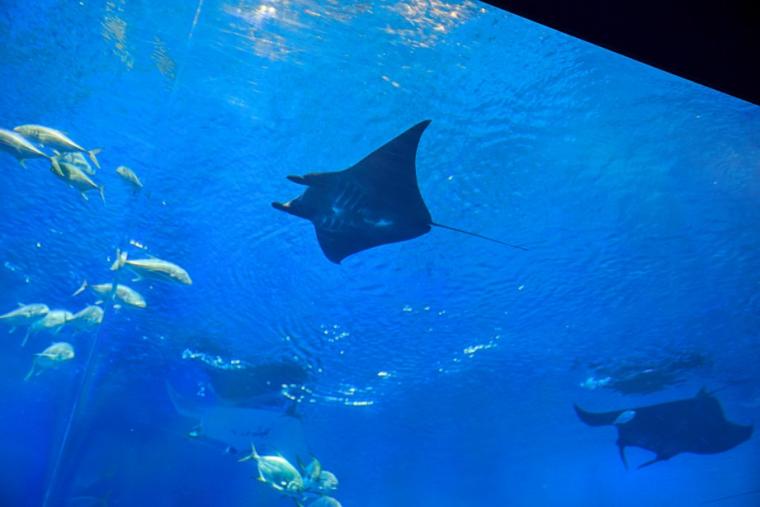 沖縄美ら海水族館