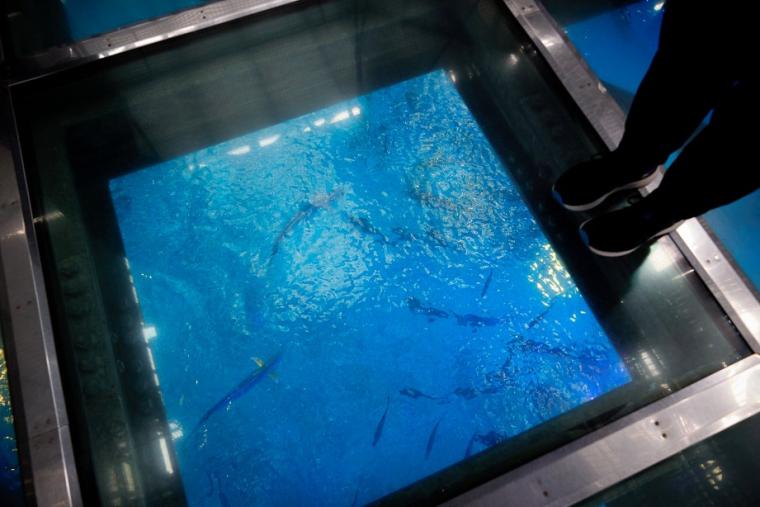 沖縄美ら海水族館