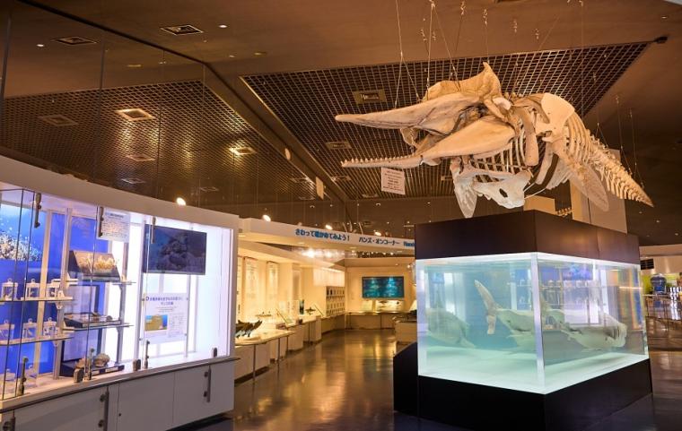 沖縄美ら海水族館