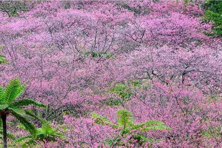 1月・2月の沖縄の楽しみ方を一挙ご紹介！初詣やイルミネーション・お花見で楽しい時間を過ごそう