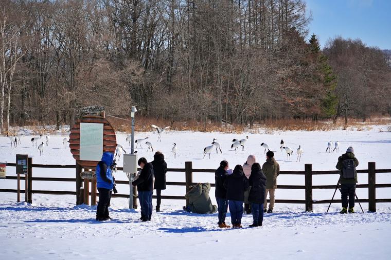鶴居・伊藤タンチョウサンクチュアリ