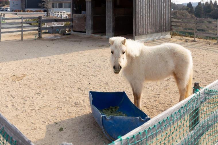 かわいいミニチュアポニー