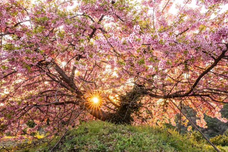 静豊園の河津桜