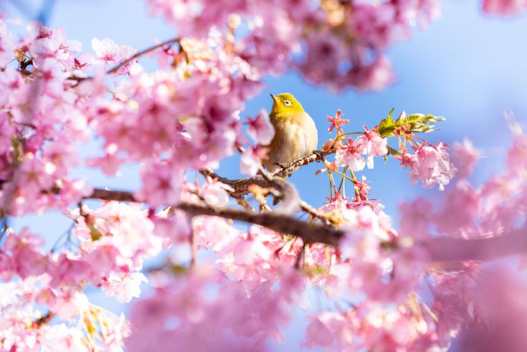 豊後水道河津桜