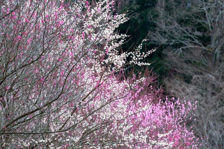 おおくぼ台梅園
