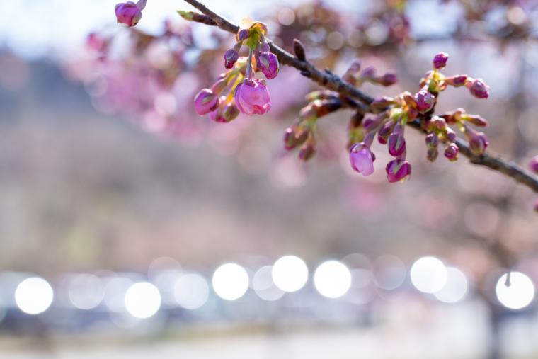 おおくぼ台梅園