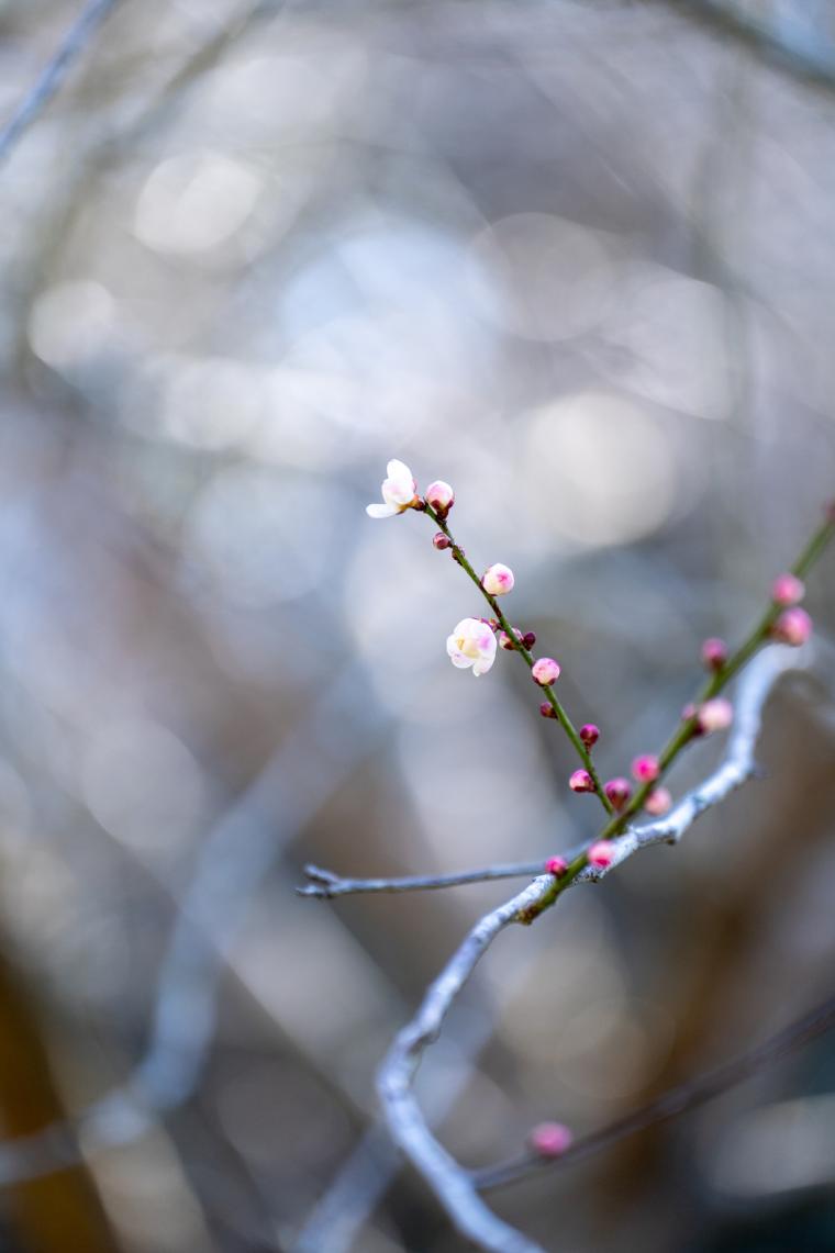 おおくぼ台梅園