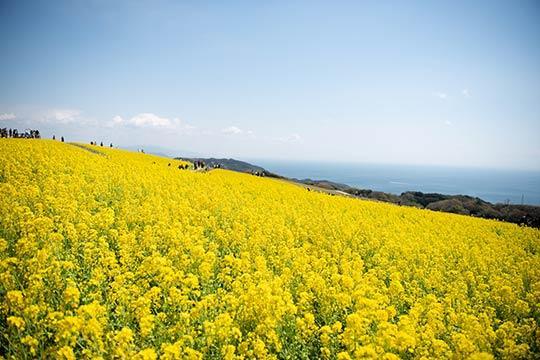 淡路島の菜の花畑
